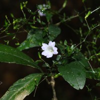 Strobilanthes helicoides T.Anderson